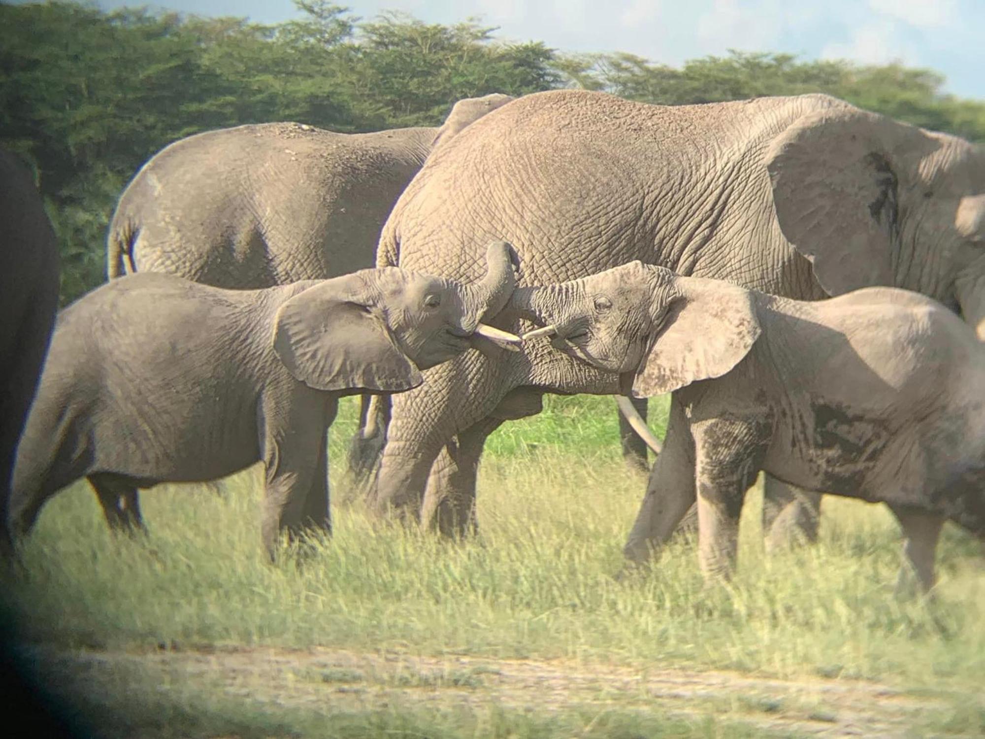 Amboseli Discovery Camp Ngoại thất bức ảnh